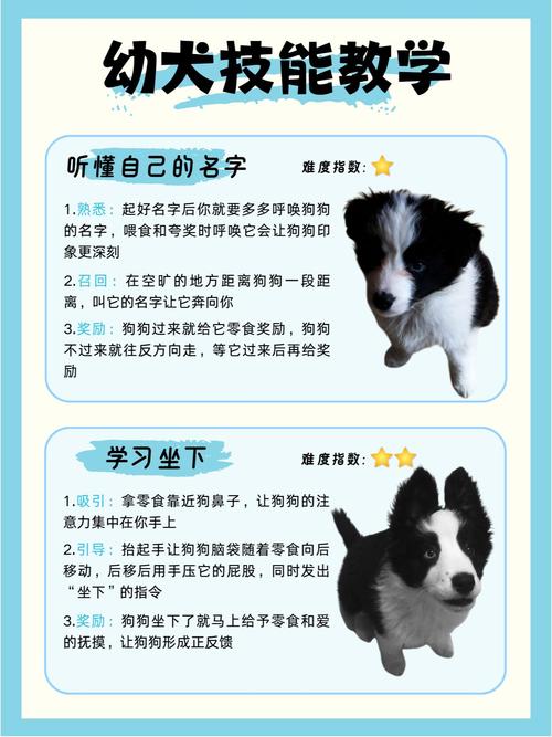 萌宠训练师阵容推荐