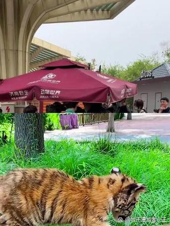 一起来建动物园