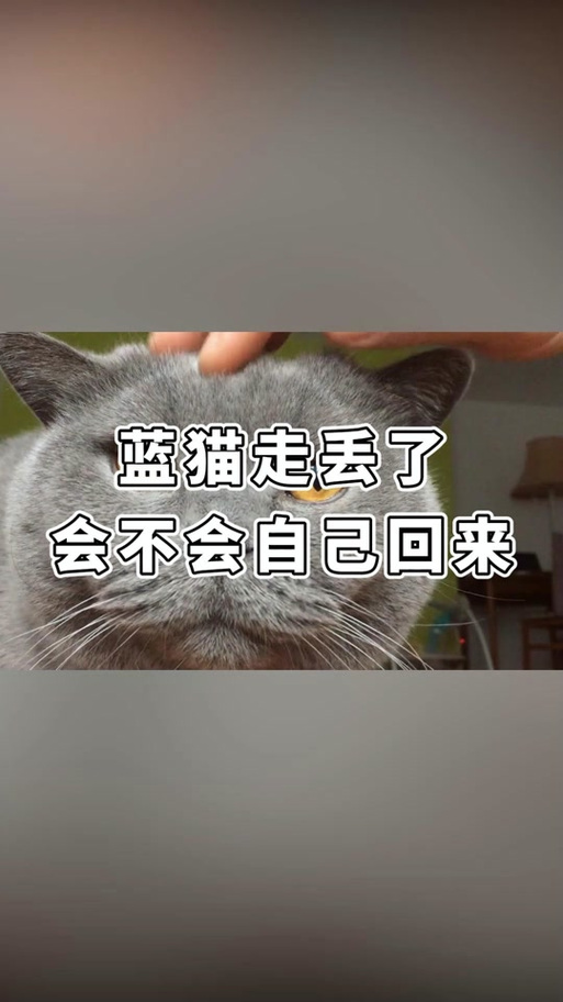 小猫丢了自己能回来吗