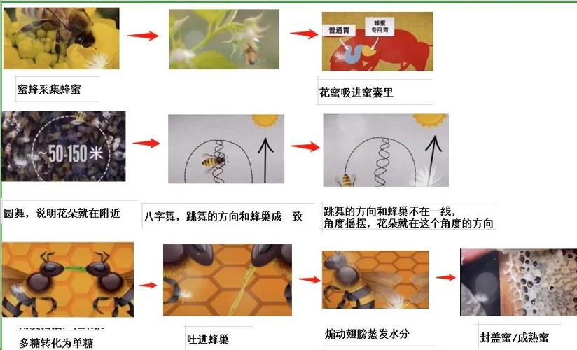 蜜蜂制作蜂蜜的过程视频