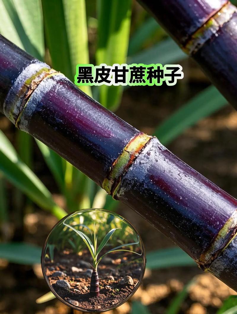 甘蔗种子