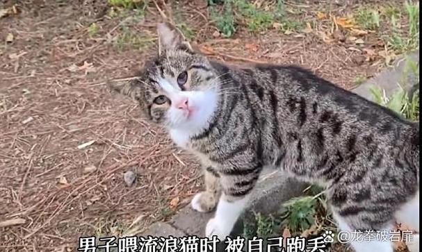 猫咪丢了还能找回来吗