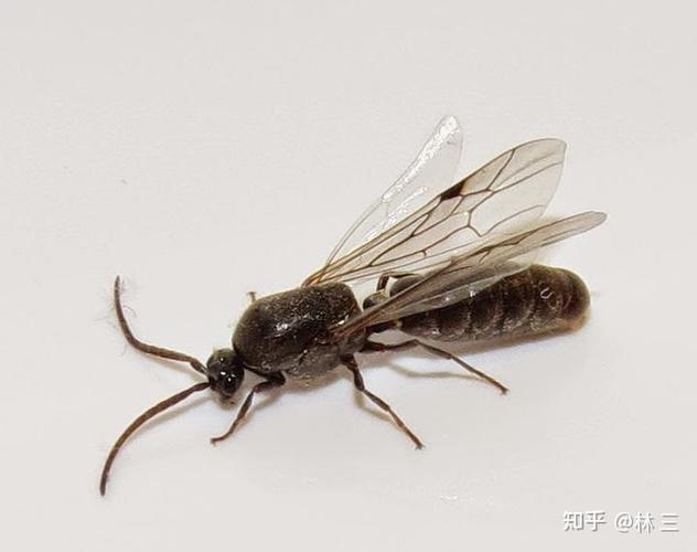 象蚂蚁一样的虫子是什么
