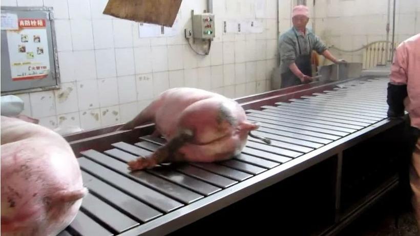 中国屠宰场如何杀猪