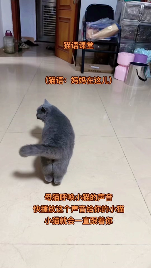 母猫叫声唤小猫录音
