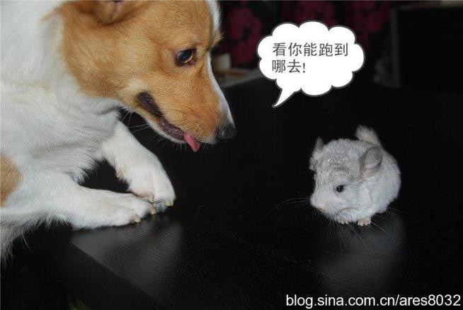 夸狗的俏皮话