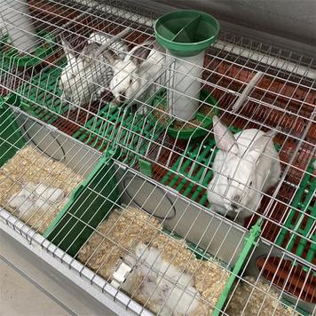 兔子笼子100种图片