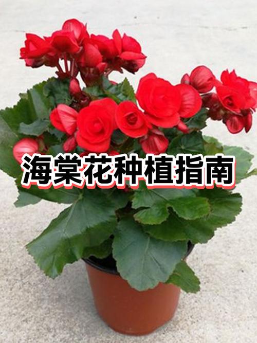 海棠种植方法和时间
