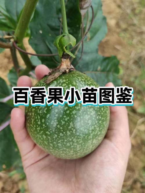 2026年百香果会暴涨吗