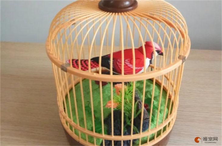 鹦鹉笼里放什么玩具好