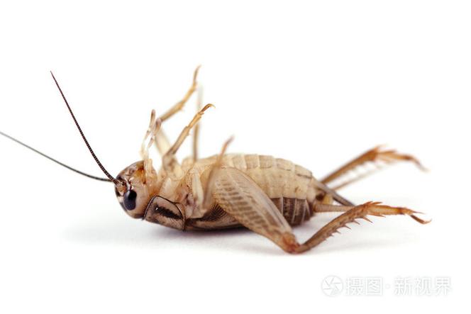 蛐蛐一般叫多久就死了