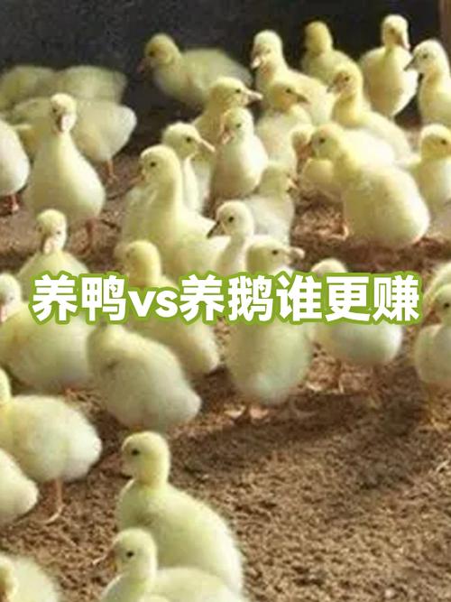 养鹅赚钱还是养鸭赚钱