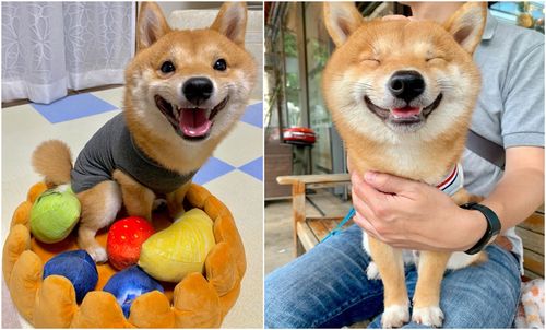 狗狗龇牙咧嘴搞笑视频