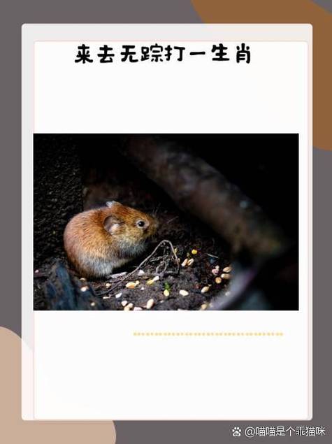 零钱通转到零钱不到账