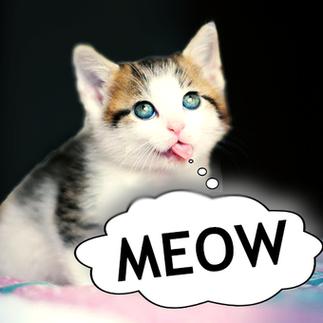 小猫叫声 mp3