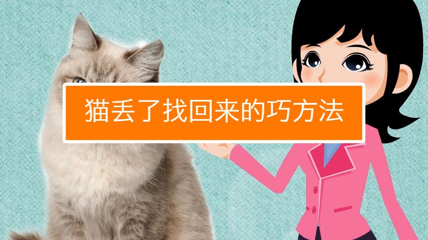 猫丢了怎么找最有效