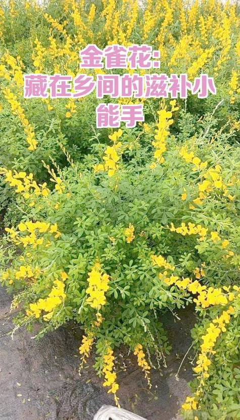 金雀花的功效与作用