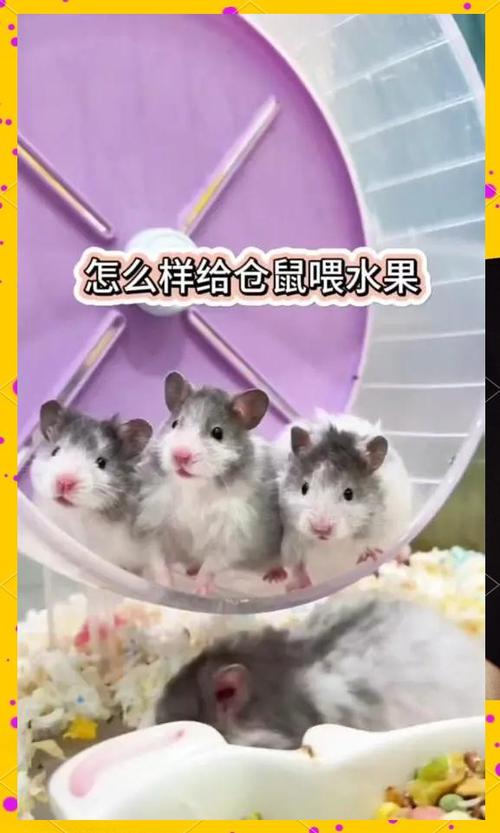 仓鼠怎么养一天喂几次