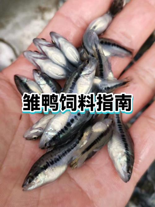 鸭一天喂几次食比较好