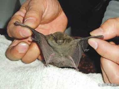 怎么才能赶走蝙蝠