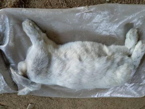 成年兔子突然死亡