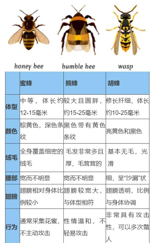 游戏蜂窝吾爱破解