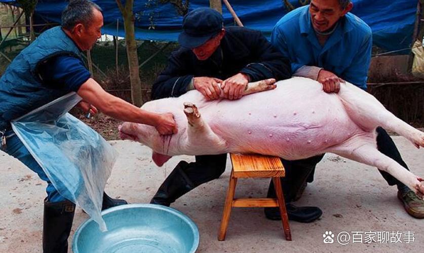 私人屠宰场一人宰猪视频
