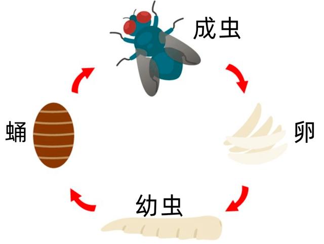 苍蝇定律