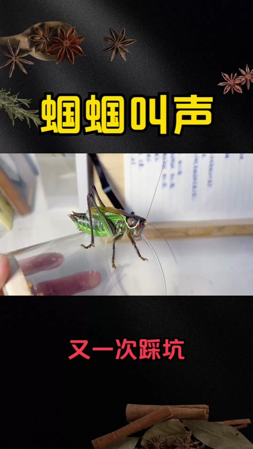 蝈蝈的叫声会变吗