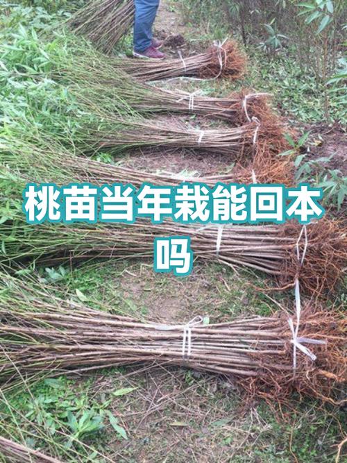 栽桃子怎么栽