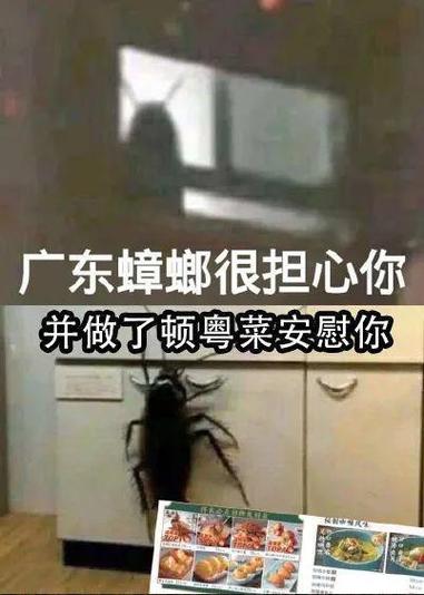 床下有蟑螂怎么办