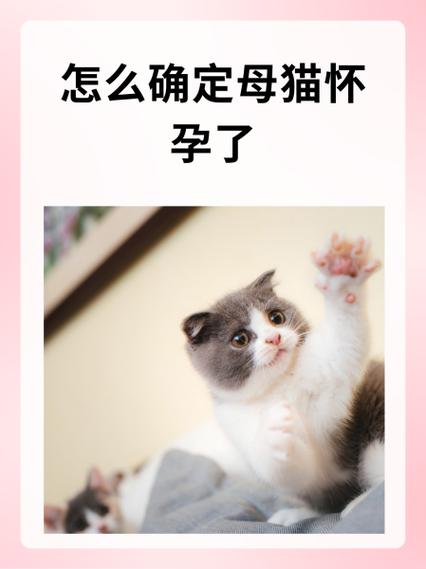 猫怀孕了他自己知道吗