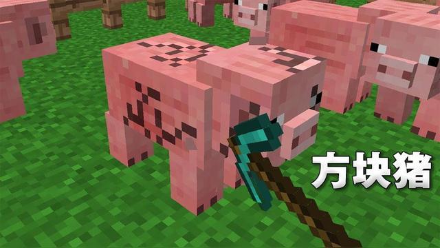我的世界方块猪