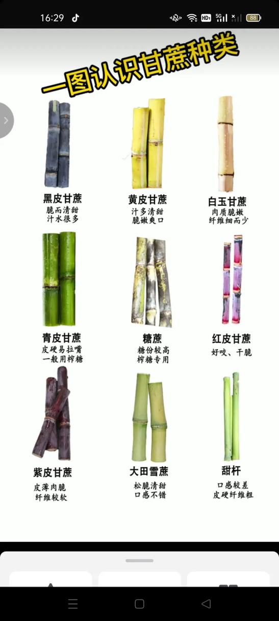甘蔗有多少个品种