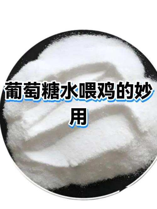 糖水喂鸡有什么用
