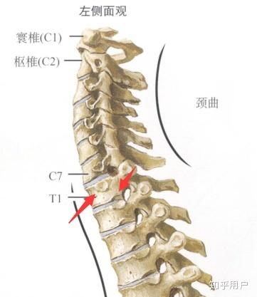 第一胸椎