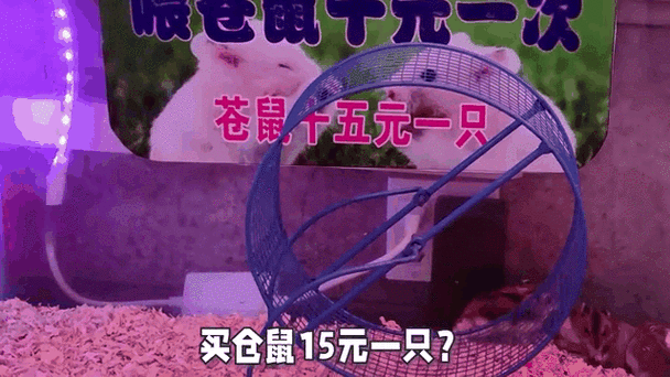 仓鼠可以三天喂一次吗