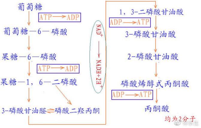 糖的解药是什么
