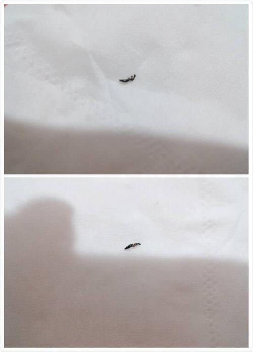 床上咬人的虫子像蚂蚁