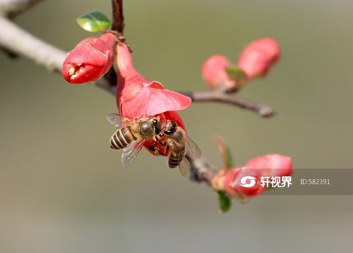 蜜蜂辛勤的采花蜜