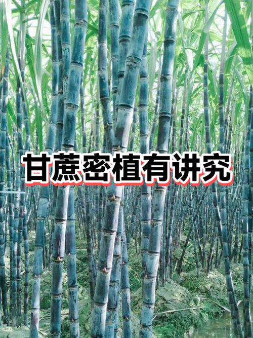 甘蔗种子怎么种植