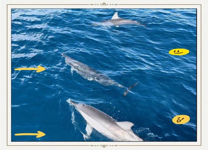 海豚湾简介