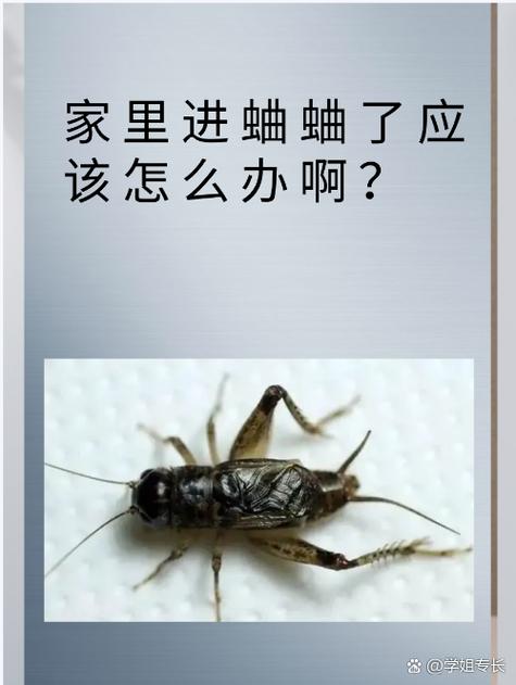 房间里有蟋蟀半夜就叫怎么赶走呢