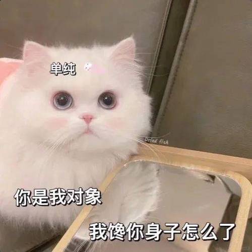 撩来撩去