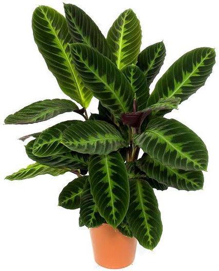 天鹅绒植物图片大全