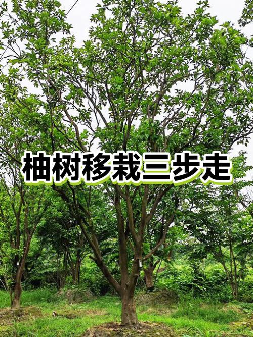 如何移栽柚子大树