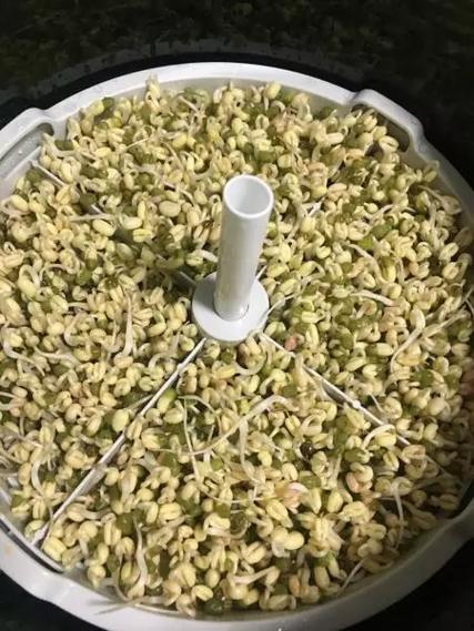 豆芽机发豆芽的做法