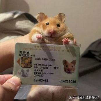 大萌的真实身份