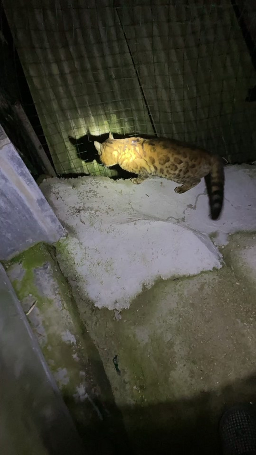 大猫召唤小猫的叫声