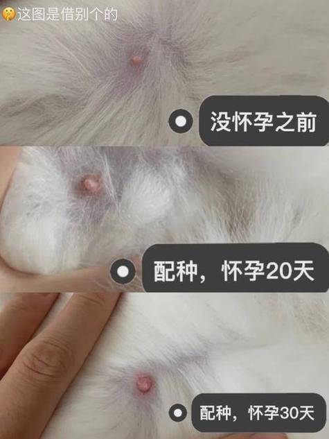 怎么知道猫怀孕了